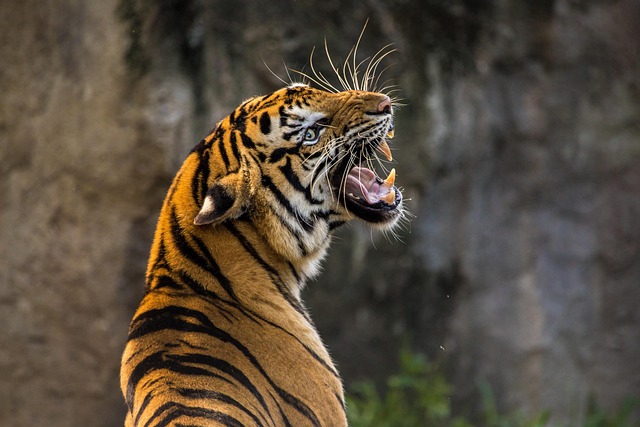 an image of a tiger roaring
