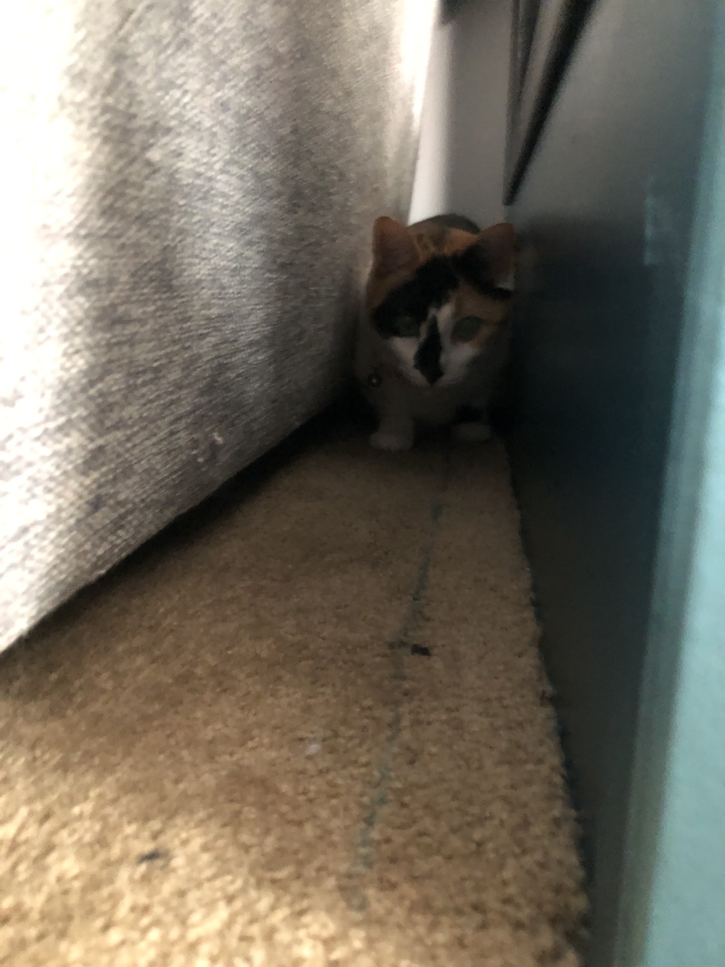 An image of my mom's cat, Kalli, hiding behind the couch.